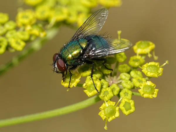 Oldalról Nézve Napfény Calliphoridae Fly — Stock Fotó