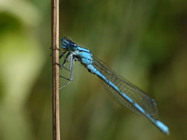 Makroaufnahme Der Gemeinen Blauen Libelle Ihrem Lebensraum Dänemark — Stockfoto