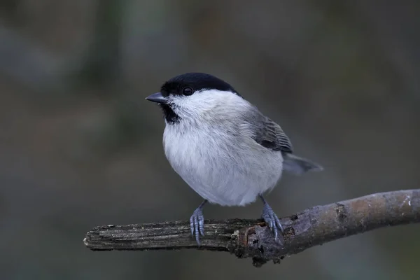 Marsh Tit Its Natural Habitat Denmark — Φωτογραφία Αρχείου