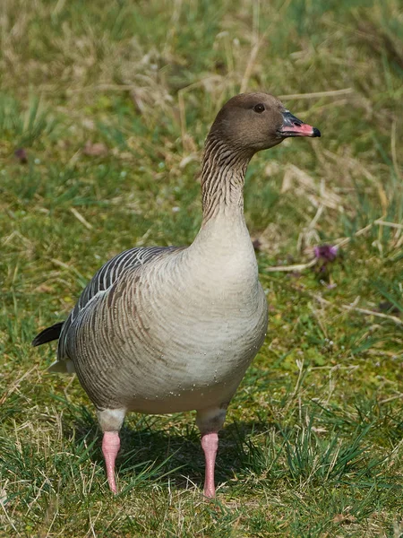 Pink Footed Goose Its Natural Habitat Denmark — Stock Photo, Image