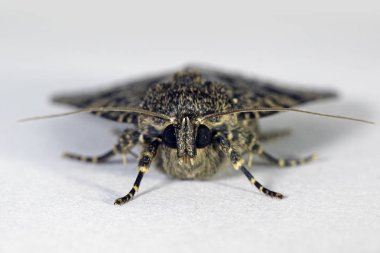 Makro fotoğraf Svensson'ın bakır altı güve