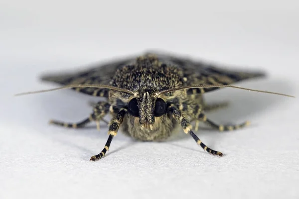 スベンソンの銅シタバガ蛾のマクロ写真 — ストック写真