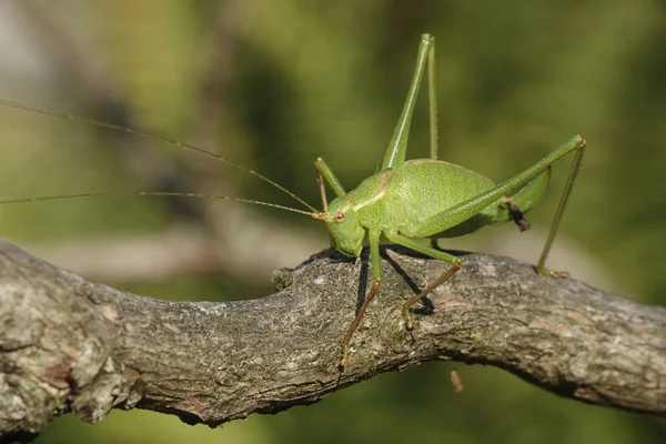 Speckled Bush Cricket Its Habitat Denmark — Stock Photo, Image