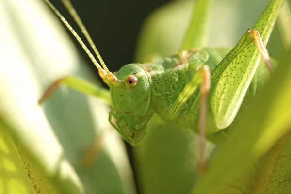 Speckled Bush Cricket Its Habitat Denmark — Stock Photo, Image