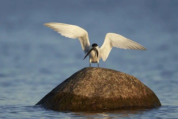 Sandwich Tern Its Natural Habitat Denmark — Stock Photo, Image