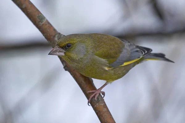 Roselin Vert Européen Dans Son Habitat Naturel — Photo