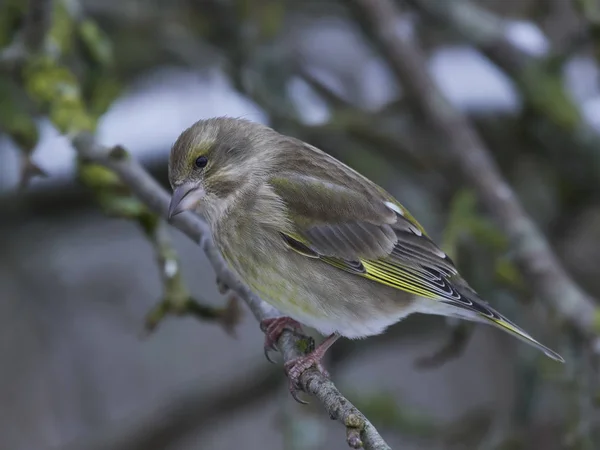 Pinzón Verde Europeo Hábitat Natural — Foto de Stock