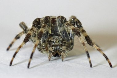 Çapraz örümcek (Araneus diadematus makro fotoğraf) 