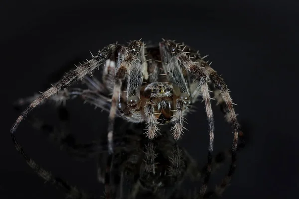 十字スパイダー Araneus Diadematus のマクロ写真 — ストック写真