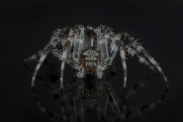 Makro Fotografii Křížový Pavouk Araneus Wikidruzích — Stock fotografie