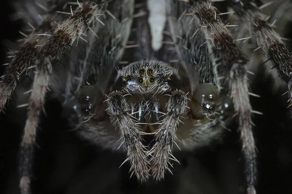 Makro Foto Cross Spider Araneus Diadematus — Stockfoto