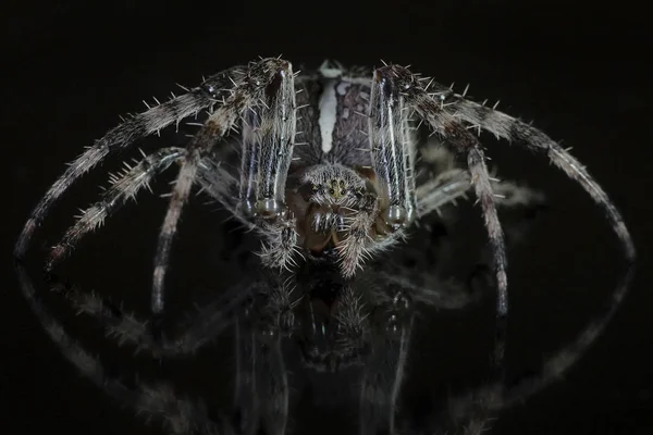 Μακροεντολή Φωτογραφία Από Cross Spider Araneus Diadematus — Φωτογραφία Αρχείου