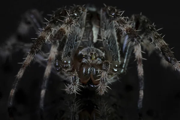 Makró Fotó Kereszt Pók Araneus Diadematus — Stock Fotó