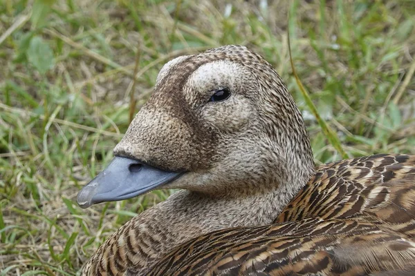 Eider Comune Somateria Mollissima — Foto Stock