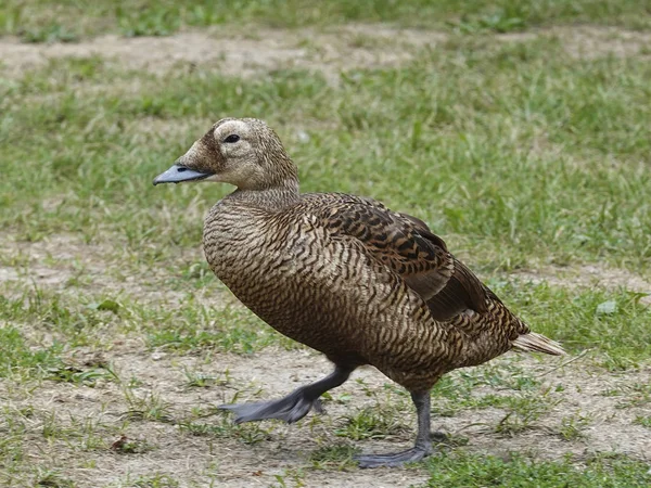 一般的な Eider Somateria モリシマ — ストック写真