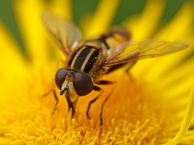 Büyük kaplan hoverfly Danimarka tabiatında bir bitki bakimi