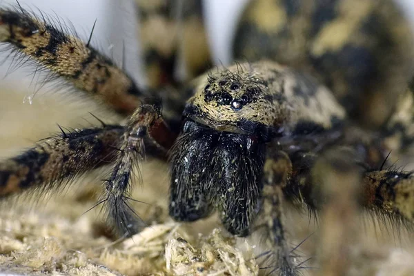 Closeup image of the Giant house spider seen from the front