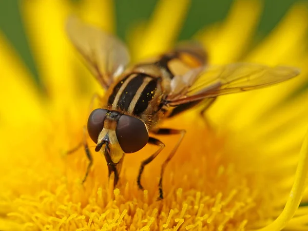 Nagy Tiger Hoverfly Egy Üzem Élőhelye Dánia — Stock Fotó