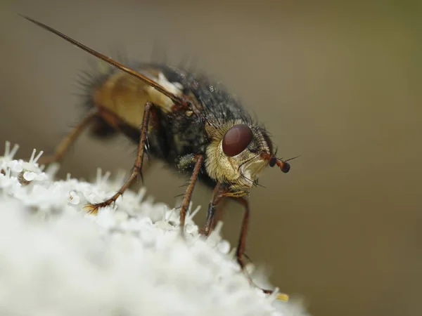 Tachina Fera Vuela Hábitat Natural Dinamarca — Foto de Stock