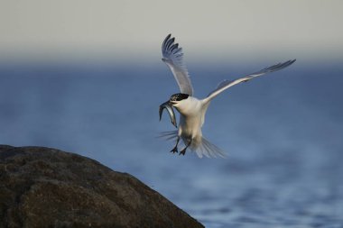Sandviç kabuğu Danimarka 'daki doğal ortamında.