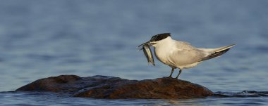 Sandviç kabuğu Danimarka 'daki doğal ortamında.