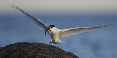 Sandviç kabuğu Danimarka 'daki doğal ortamında.