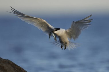 Sandviç kabuğu Danimarka 'daki doğal ortamında.