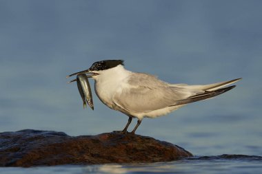 Sandviç kabuğu Danimarka 'daki doğal ortamında.