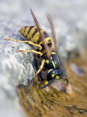 Ortak yaban arısı (Vespula vulgaris makro fotoğraf)