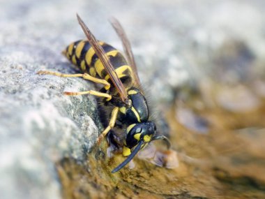 Ortak yaban arısı (Vespula vulgaris makro fotoğraf)