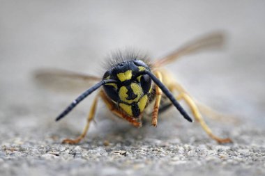 Ortak yaban arısı (Vespula vulgaris makro fotoğraf)