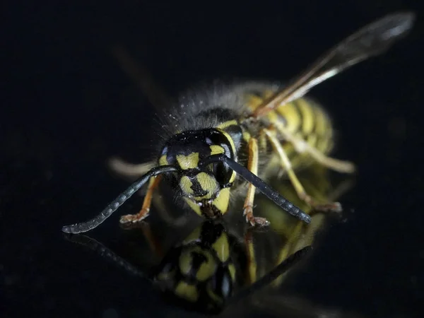 一般的なスズメバチ 尋常性シダクロスズメバチのマクロ写真 — ストック写真