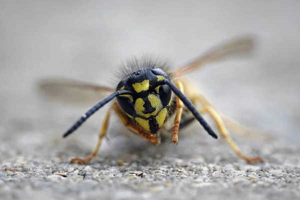 Ortak Yaban Arısı Vespula Vulgaris Makro Fotoğraf — Stok fotoğraf