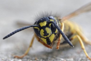 Ortak yaban arısı (Vespula vulgaris makro fotoğraf)