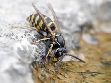 Ortak yaban arısı (Vespula vulgaris makro fotoğraf)