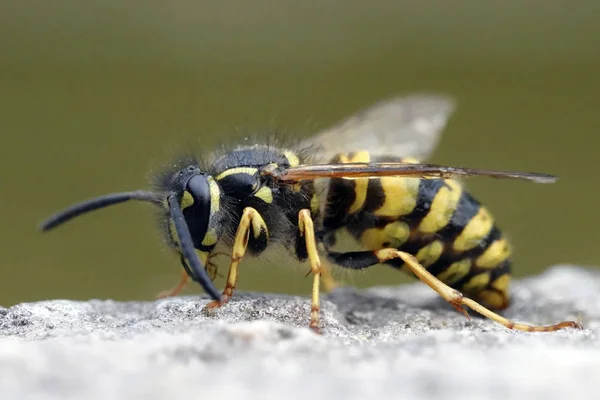 Macro Foto Vespa Comum Vespula Vulgaris — Fotografia de Stock