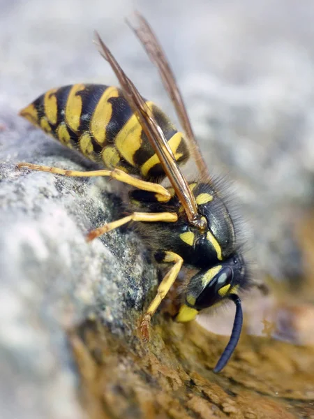 Makro Fotografii Společného Wasp — Stock fotografie