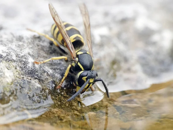 Macro Foto Vespa Comum Vespula Vulgaris — Fotografia de Stock