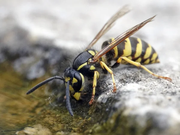 Foto Macro Avispa Común Vespula Vulgaris — Foto de Stock