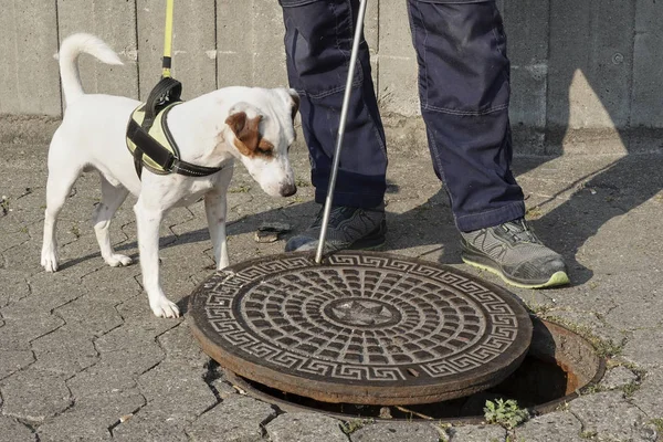 Rat Psa Práci Připraven Akci — Stock fotografie