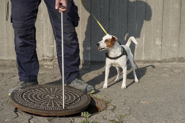 Αρουραίος Σκυλί Στη Δουλειά Και Έτοιμο Για Δράση — Φωτογραφία Αρχείου