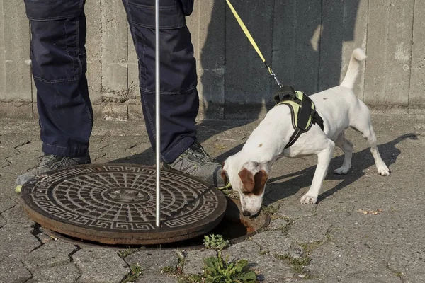 Αρουραίος Σκυλί Στη Δουλειά Και Έτοιμο Για Δράση — Φωτογραφία Αρχείου