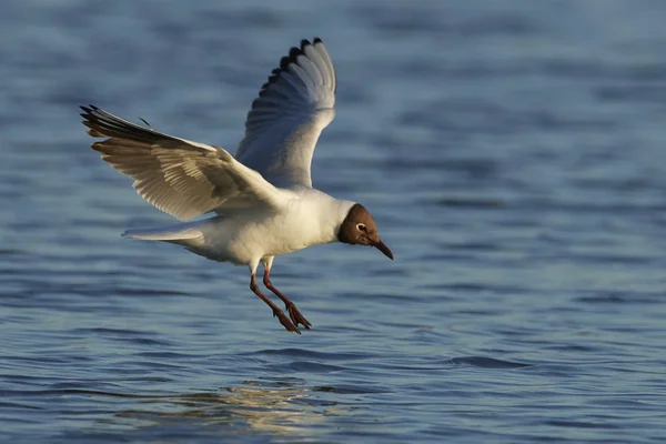 Gaivota Cabeça Preta Nele Ambiente Natural Dinamarca — Fotografia de Stock