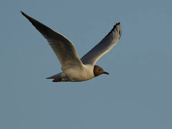 Gaivota Cabeça Preta Nele Ambiente Natural Dinamarca — Fotografia de Stock