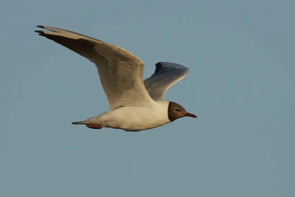 Gaivota Cabeça Preta Nele Ambiente Natural Dinamarca — Fotografia de Stock