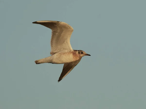 Giovane Gabbiano Dalla Testa Nera Esso Ambiente Naturale Danimarca — Foto Stock