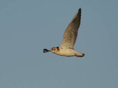 Juvenil Karabaş Martı içindeki Danimarka doğal çevre