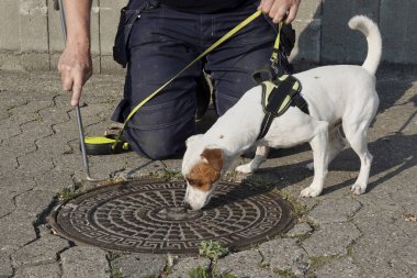 Sıçan köpek iş ve eylem için hazır
