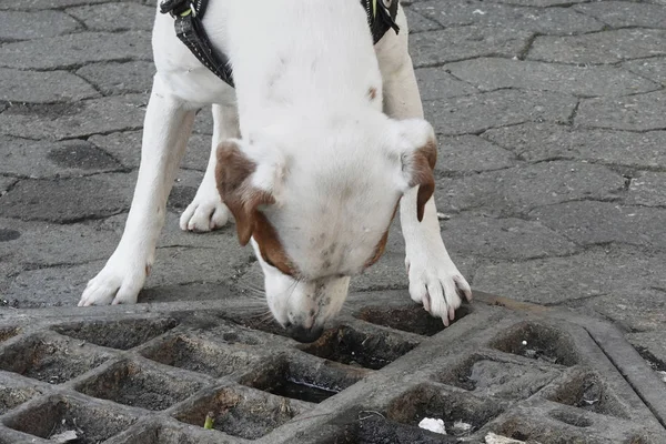 仕事と行動の準備ができてラット犬 — ストック写真