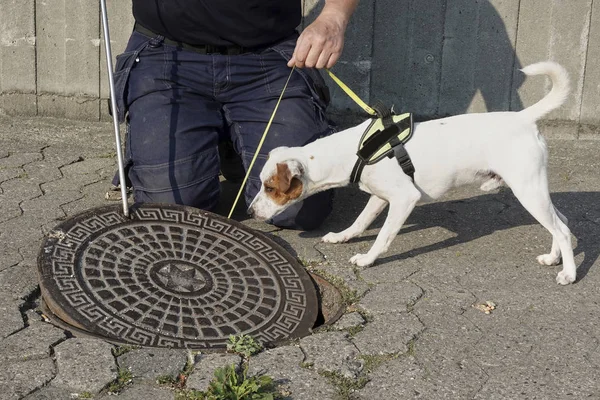 Sıçan Köpek Eylem Için Hazır — Stok fotoğraf